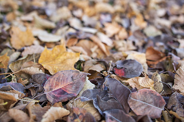 Image showing fall leaves texture background