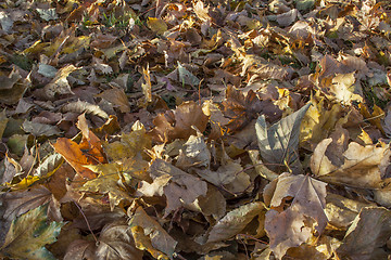 Image showing under maple tree