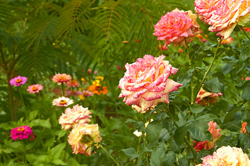 Image showing Roses in flowerbed close-up