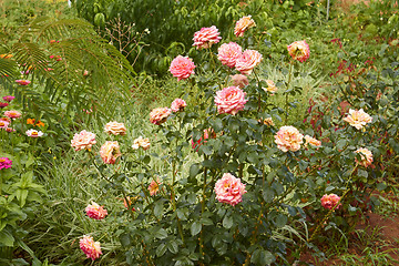 Image showing Rose and other flowers in flowerbed