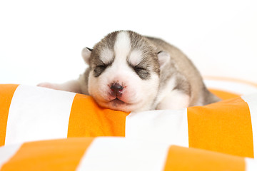 Image showing newborn puppy