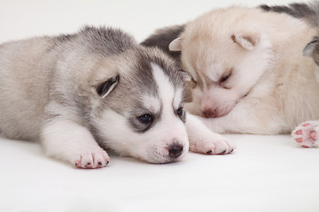 Image showing newborn puppy