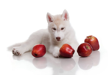 Image showing newborn puppy