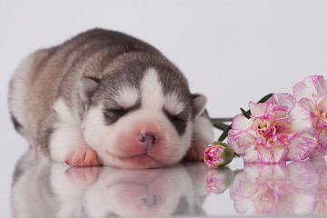 Image showing newborn puppy