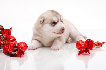 Image showing newborn puppy