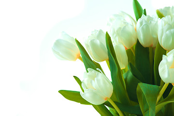 Image showing Beautiful tulips