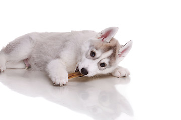 Image showing newborn puppy