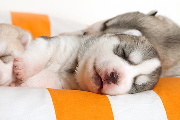 Image showing newborn puppy