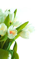 Image showing Beautiful tulips