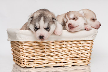 Image showing newborn puppy