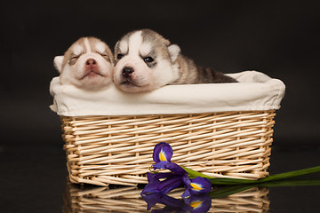 Image showing newborn puppy