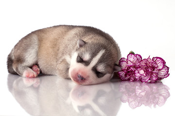 Image showing newborn puppy