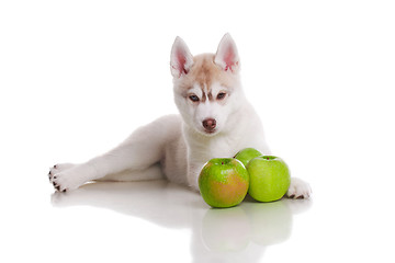 Image showing newborn puppy