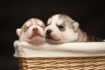 Image showing newborn puppy