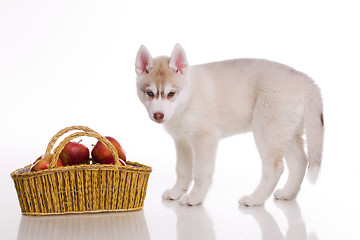 Image showing newborn puppy