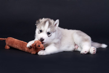 Image showing newborn puppy