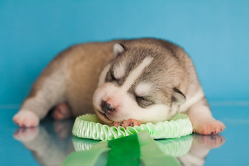 Image showing newborn puppy