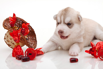 Image showing newborn puppy