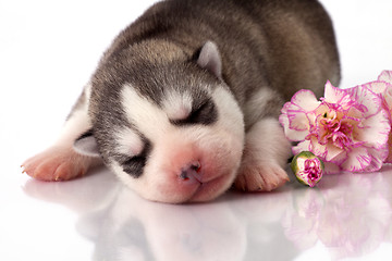 Image showing newborn puppy