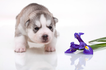 Image showing newborn puppy