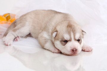 Image showing newborn puppy