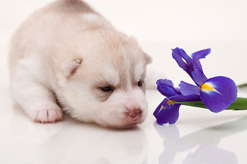 Image showing newborn puppy