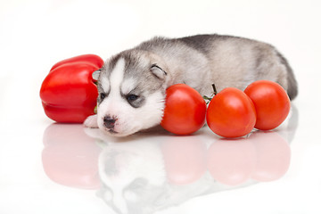 Image showing newborn puppy