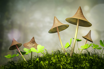 Image showing mushrooms