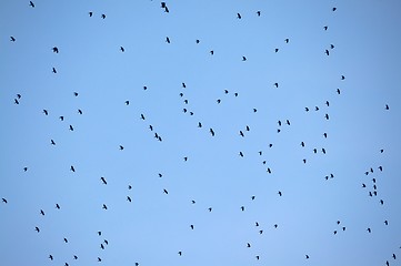 Image showing Birds