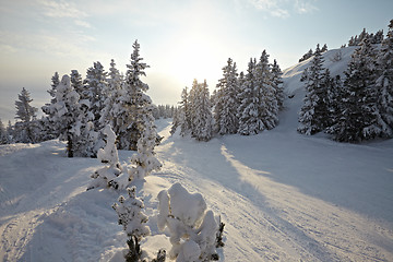 Image showing Winter Landscape