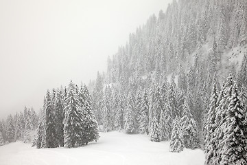 Image showing Winter forest