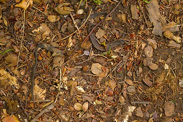 Image showing Forest Floor