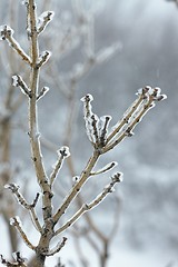 Image showing Icy Branches