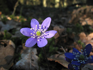 Image showing Blue anemone