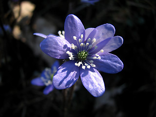 Image showing Blue anemone