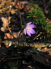 Image showing Blue anemone