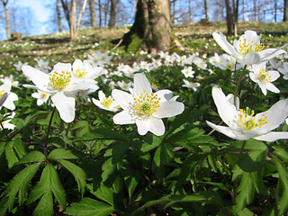 Image showing Wood anemones