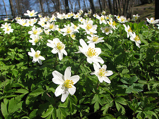 Image showing Wood anemones