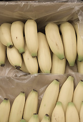 Image showing Bananas