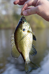 Image showing Blue Gill