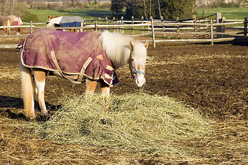 Image showing Shetland Pony