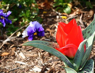 Image showing Spring Flowers