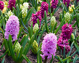 Image showing Spring Flowers