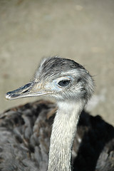 Image showing Emu