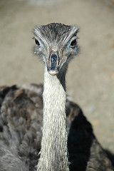 Image showing Emu