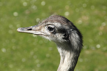 Image showing Emu