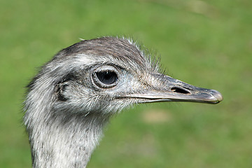 Image showing Emu