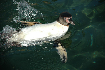 Image showing penguin