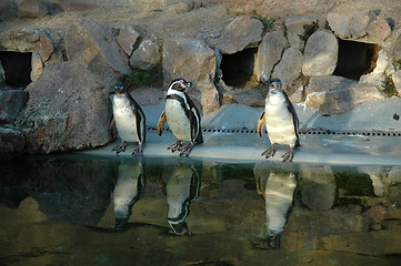 Image showing Pinguins