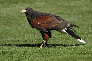 Image showing Falcon